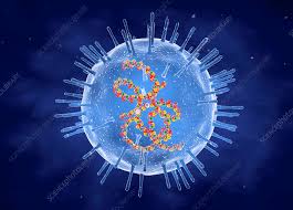 Rubella virus image