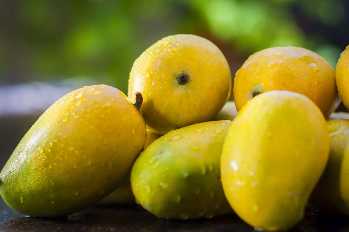 This is an image for topic Kesar Mango: Benefits, Nutrition, and Side Effects