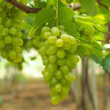 Grapes