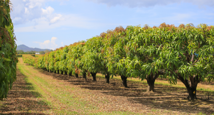 Mango orchard