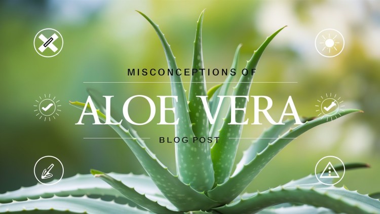 Misconceptions about Aloe vera 